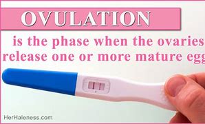 Image result for How Long Does Ovulation Last