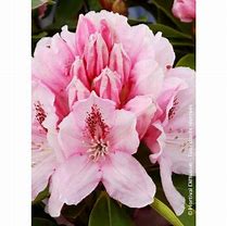 Rhododendron Albert Schweitzer   (rose) 的图像结果