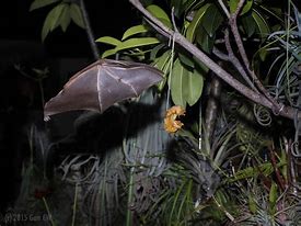 Image result for Short-Nosed Fruit Bat