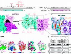 Image result for P53 Structure