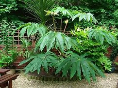 Image result for Tetrapanax papyrifera Rex
