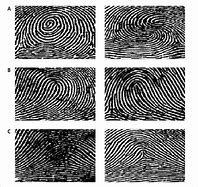 Image result for Loophole Fingerprint