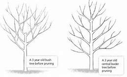 Image result for Apple Tree Spacing