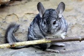 Image result for chinchilla_lanigera