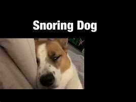 Image result for Dog Snoring Meme