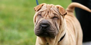 Image result for Wrinkly Dog Breeds