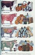 Image result for Animal Product