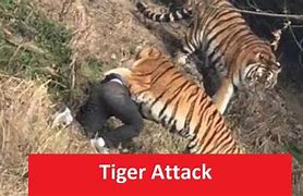 Image result for Man Mauled by Tiger