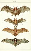 Image result for Old Bat Drawings