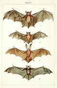 Image result for Vintage Rubber Toys Bat