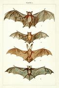 Image result for Victorian Bat