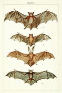Image result for Chinese Bat Painting