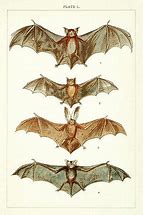 Image result for Cute Bat Sketches