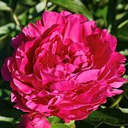 Paeonia lactiflora Paul M Wild 的图像结果