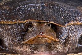 Image result for Cycloderma Trionychidae
