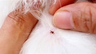 Image result for Ticks On Dogs Symptoms