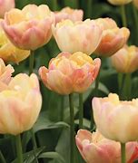 Tulipa Cream Upstar కోసం చిత్ర ఫలితం