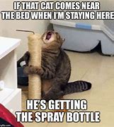 Image result for Spray the Hater Not Cat Meme