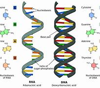 Image result for DNA vs cDNA