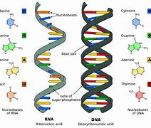 Image result for DNA and RNA Strands