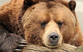 Image result for Faces of Animals