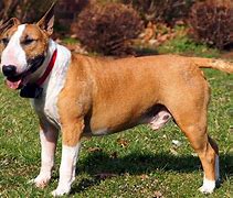 Image result for Bull Terrier Dog Pictures