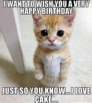 Image result for Birthday Memes with Cats