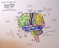 Image result for Human Brain Drawing Color