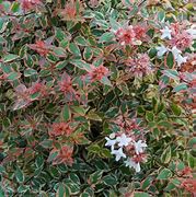 Image result for Abelia grandiflora TRICOLOR CHARM