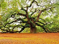 Image result for Amazing Trees