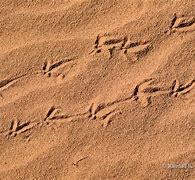 Image result for Lizard Footprints