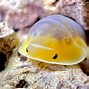 Image result for Cubaris Rubber Ducky Isopod