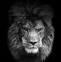 Image result for Black and White Theme Lion Mix