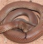 Image result for Giant African Snake