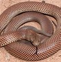 Image result for What Is the Biggest Snake in the World