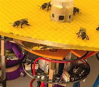 Image result for Bee Motor Robot