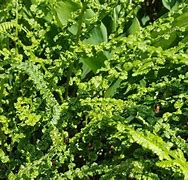 Image result for Athyrium filix-femina Frizelliae