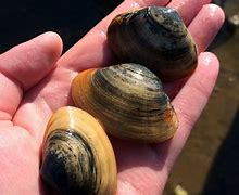 Image result for Clams in the Ocean