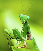 Image result for Giant Praying Mantis
