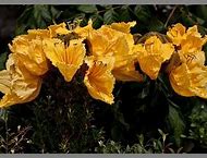 Image result for 8 Flowers