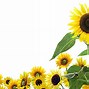 Image result for Cool Sunflower Wallpaper