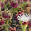 Image result for Ice Plant Care Indoors