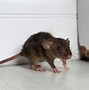 Image result for Rat vs Mouse Size