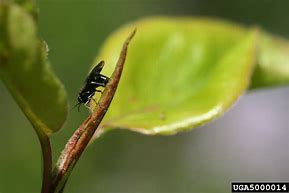 Image result for "pear-sawfly"