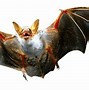 Image result for Flying Fox Bat Face