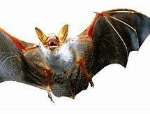 Image result for Vampire Bat Tooth Shape