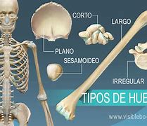 Image result for Los Tipos De Huesos