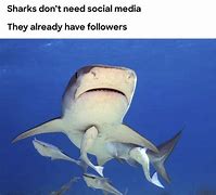 Image result for Smiling Shark Meme