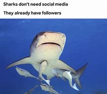 Image result for Fancy Shark Meme