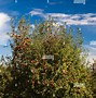 Image result for Autumn Apple Tree